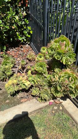 Aeonium “Blushing beauty”