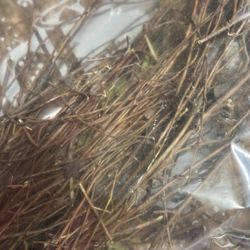 Te De Moronel - Moronel 50 Gram is