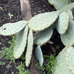 Gajos De Nopal