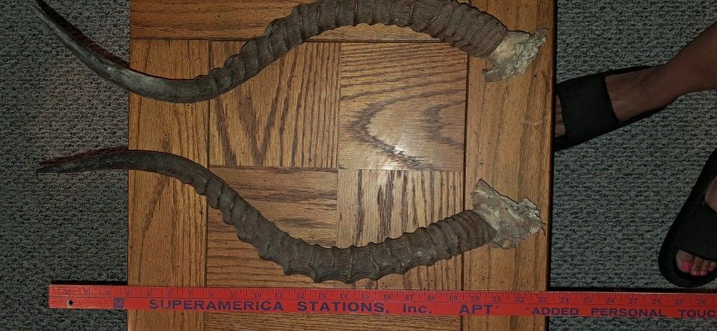 Antique Kudu Horns 23 Inch