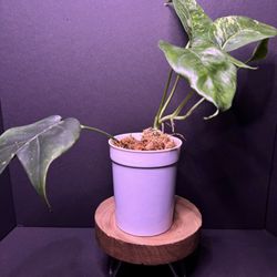 Epipremnum Pinnatum Albo