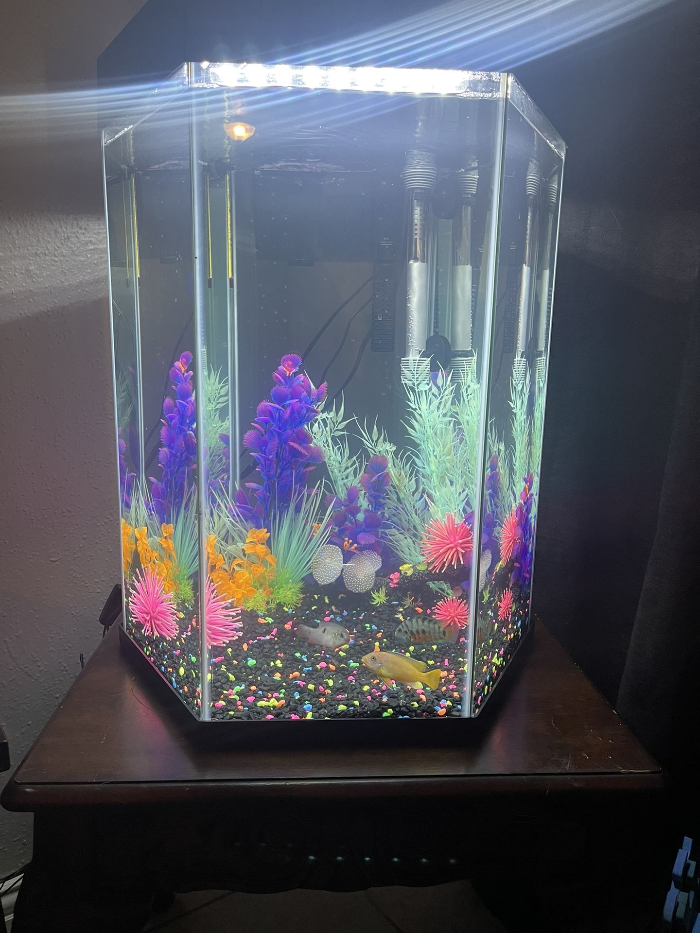 Fish Tank