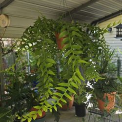 HUGEEEE CACTUS AND CUTTINGS  DIFFERENT PRICES 
CUTTINGS AND MUCH MORE PRICES STARTING AT $10
HUGEEEE CACTUS DIFFERENT TYPES SIZES AND PRICES 
PRICES A