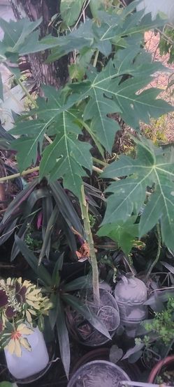 Papaya Tree 