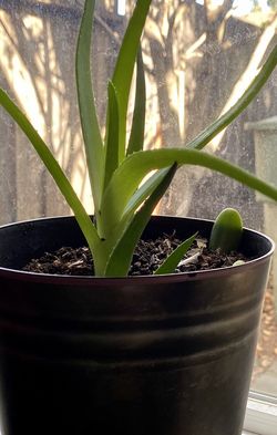 Aloe Vera Small