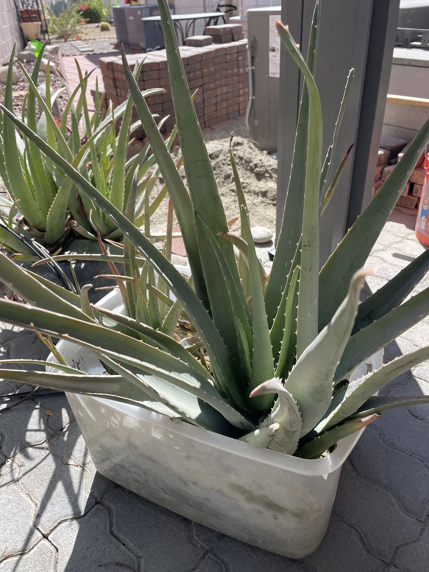 Aloe Vera Plants