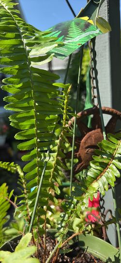Boston Fern hanging Basket