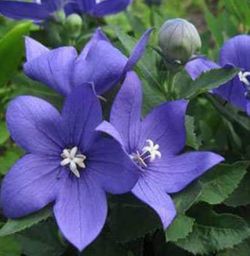 Platicodon perennial flower seeds