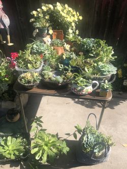 Plants all kind
