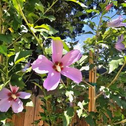 Rose Of Sharon Flower 