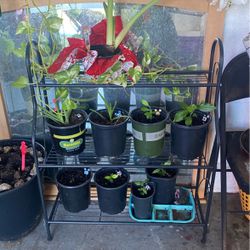 Three tier plant holder
