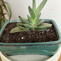 Gasteria glomerata  Ox Tongue in ceramic pot