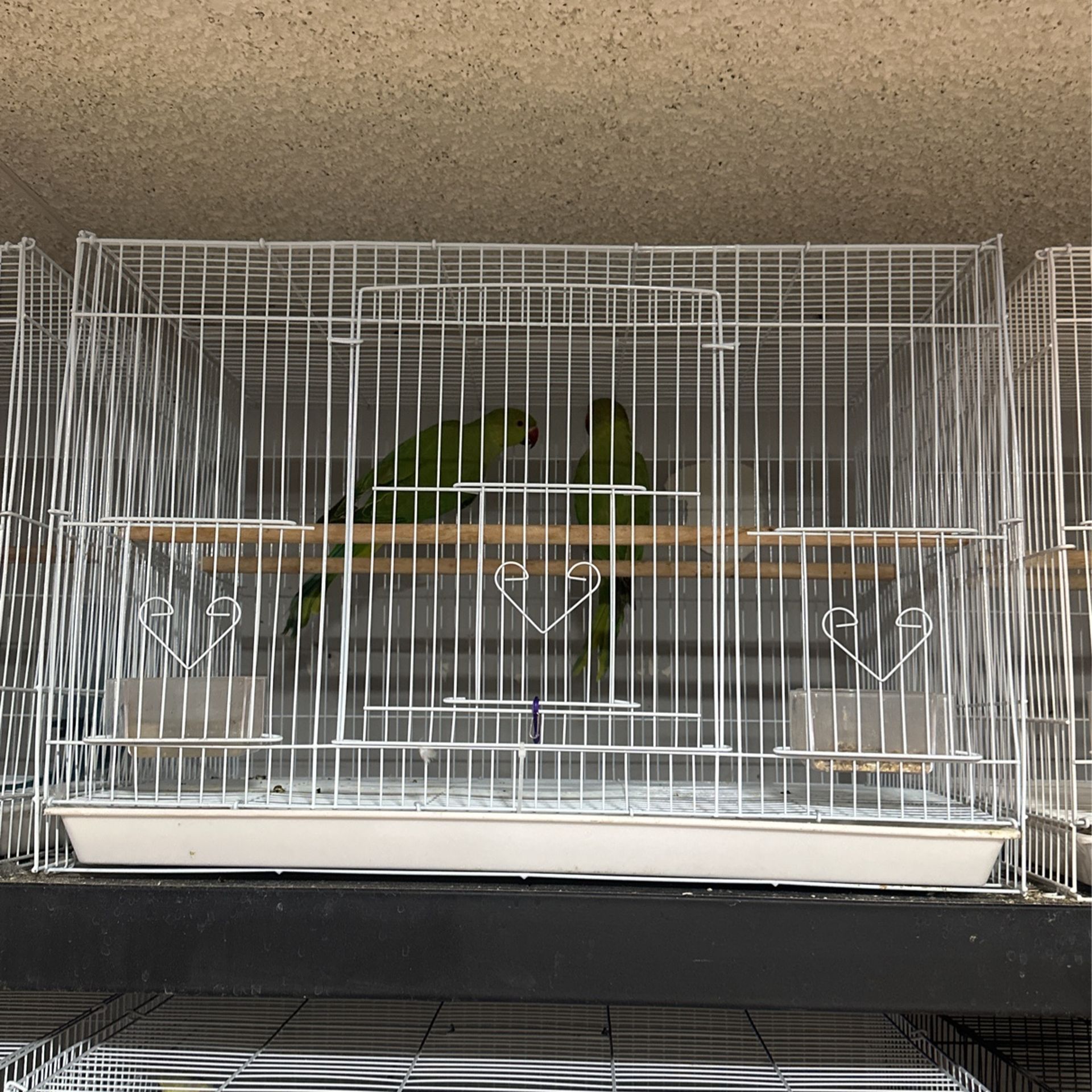 Ring neck bird cage