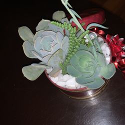 Holiday Succulent Arrangement