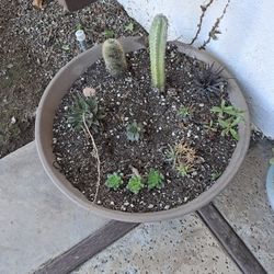 Succulents Bowl Pick Up In Rancho Penasquitos 