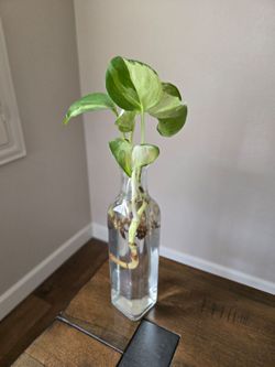 Live Plant cuttings