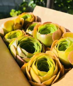 8 Beautiful   Aeonium 'Blushing Beauty' cutting Get 2 free Succulent cuttings ！