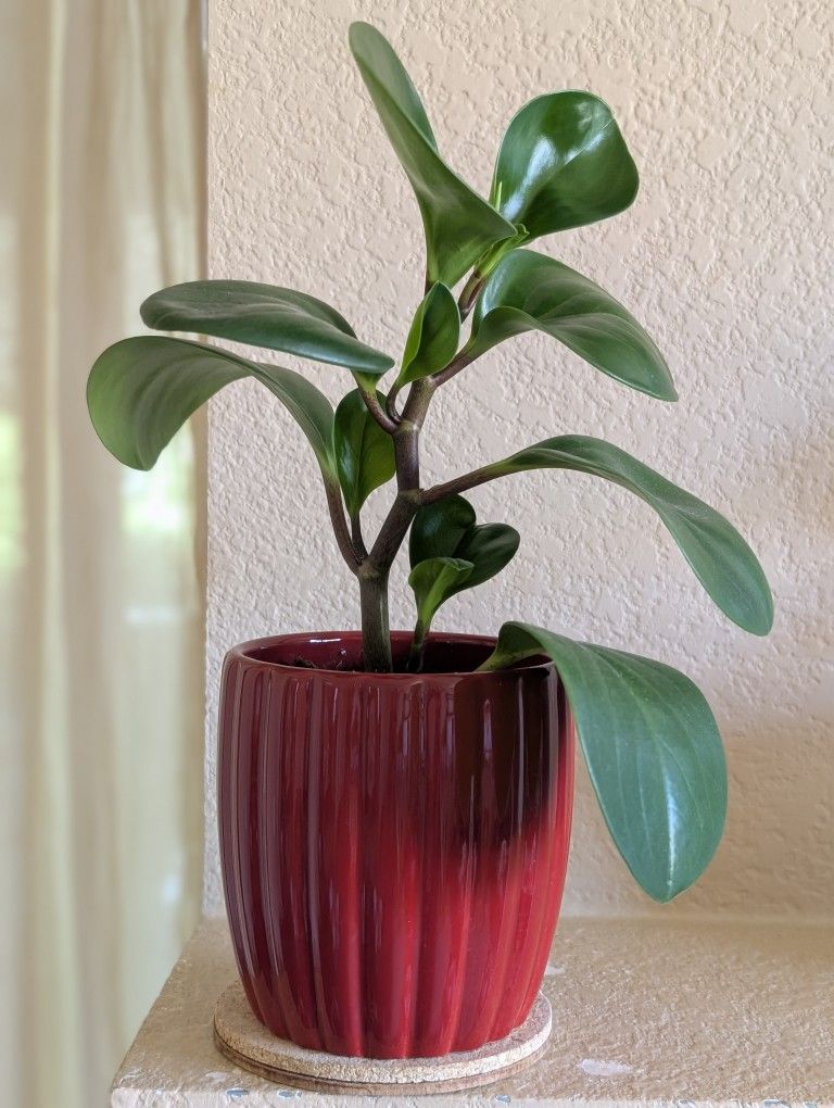 Healthy Beautiful Indoor Plant ( Peperomia)