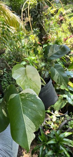 Albo monstera
