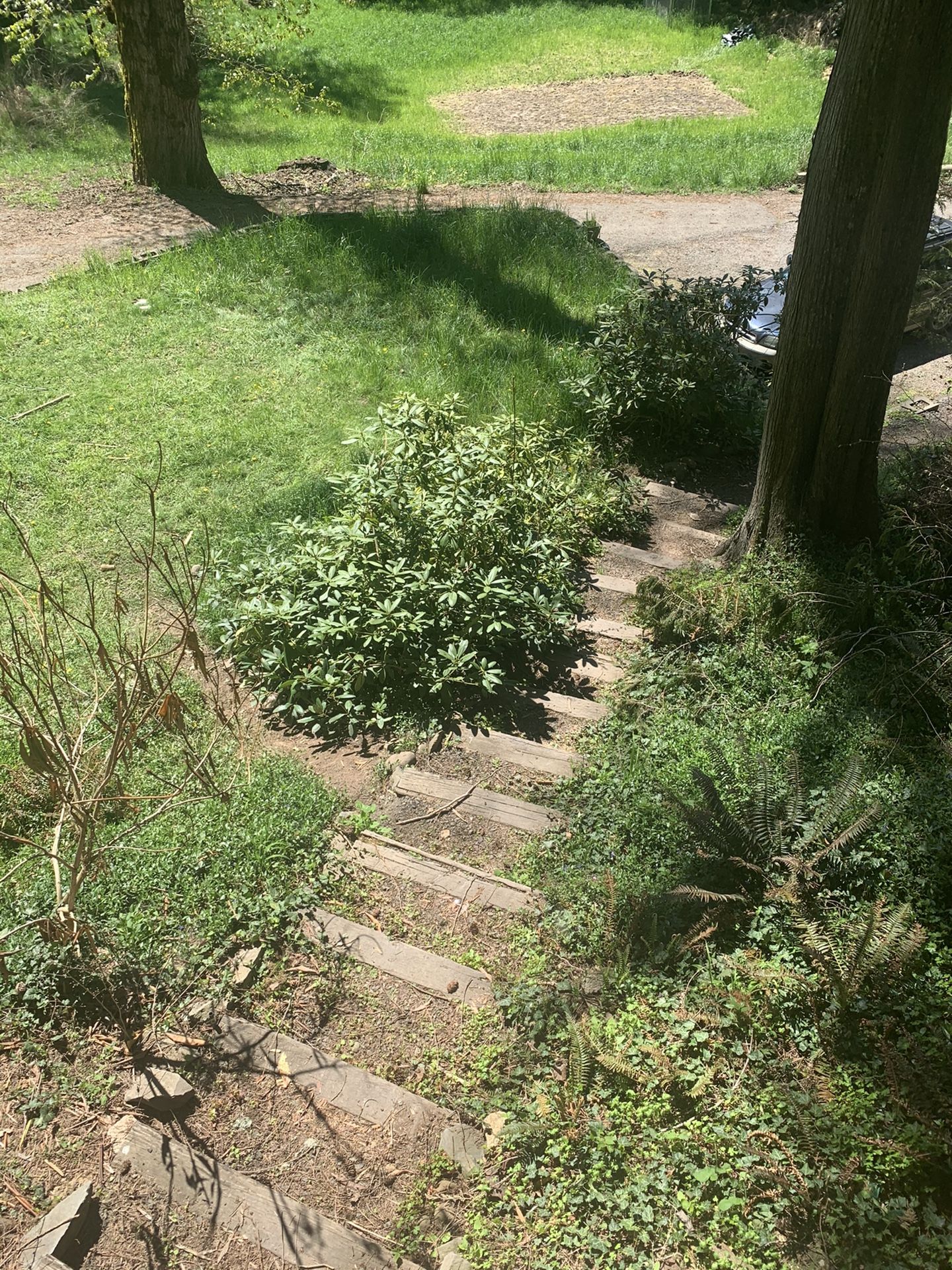 Free rhododendrons if you remove