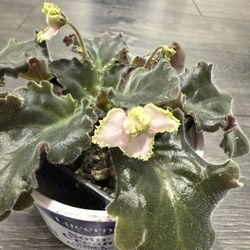 African Violet Very Rare Dusty Pink Blooming Plant 