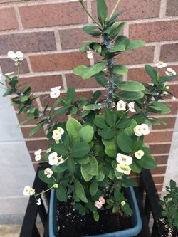 Euphorbia pink small flowers 🌹