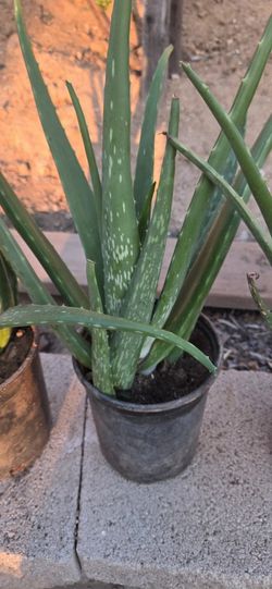 Alovera Plant