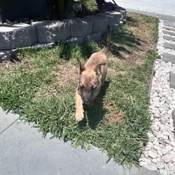 Belgium Malinois Puppy’s 
