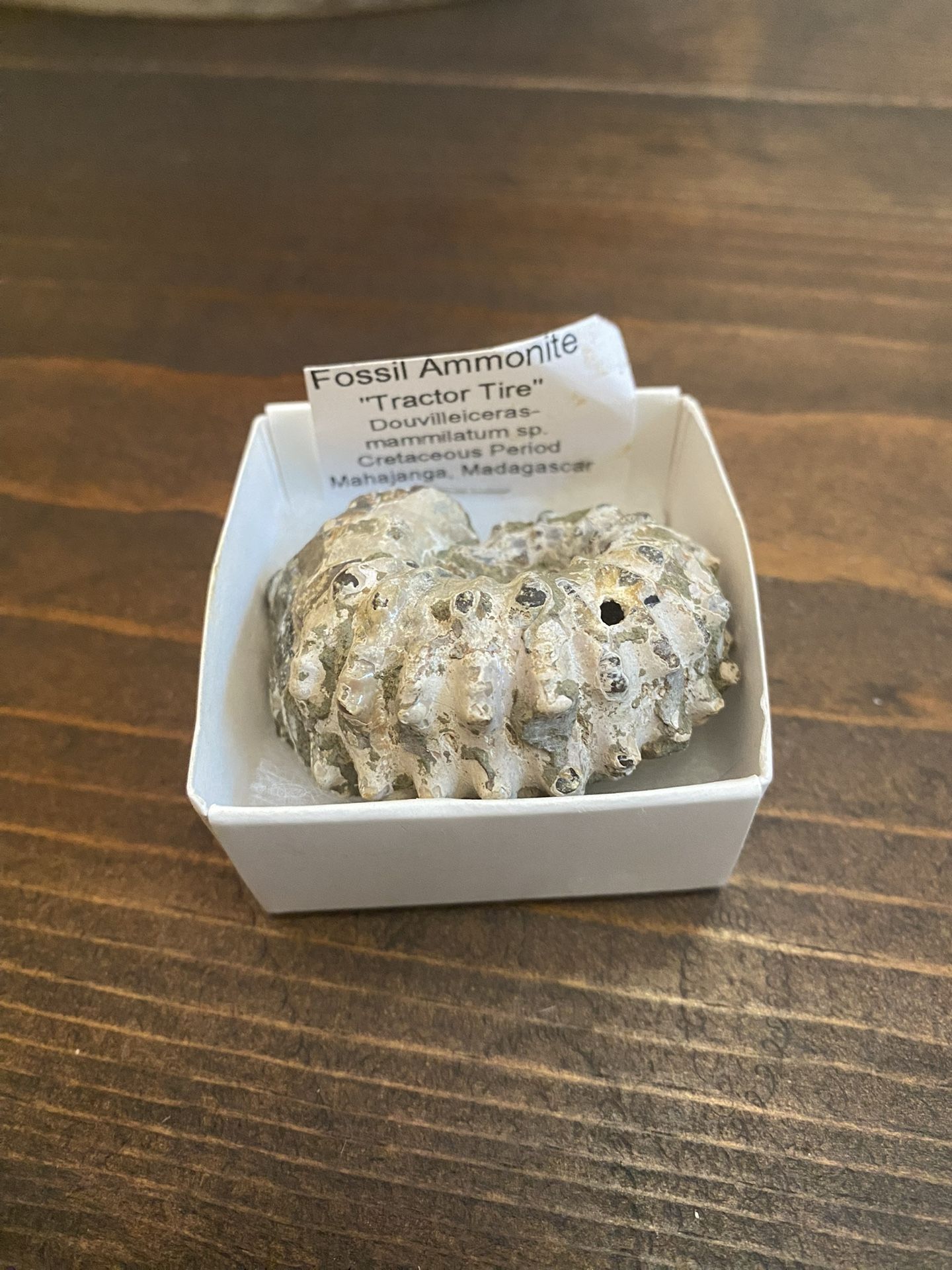 Small Ammonite