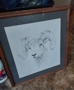 Animal Ram Picture 
