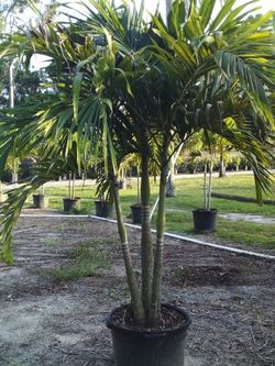 PRICE REDUCED! CHRISTMAS PALM IN 15 GALLONS 5' FEET TALL WITH MULTIPLE TRUNK FOR ONLY $50! ONLY A FEW LEFT