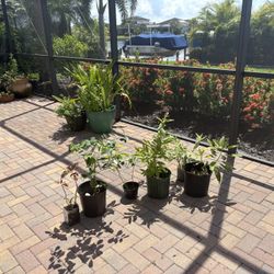 Ornamental Plants  and Organic Fruit Tress