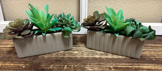 Succulent Arrangements- set of 2 in ceramic planters