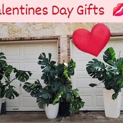 💋 Valentines Day Gifts Humongous Monstera Deliciousa  💋 