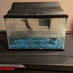 5 Gallon Aquarium Kit