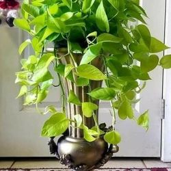 $39 Each Beautiful Neon Pothos 