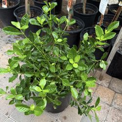 Gardenias  Grandes O Huele De Noche $40 Cada Una Precio Firme