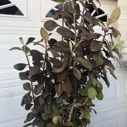 RED MILK BUSH PLANT FULLY ROOTED SIZE 6 FT TALL 38 DLS FIRM