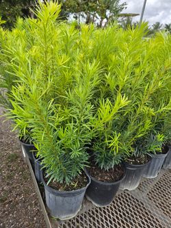 podocarpus Instant Privacy Hedge For Fence Green Full Ready