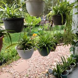 different types of flowers in different pots and at different prices each $30