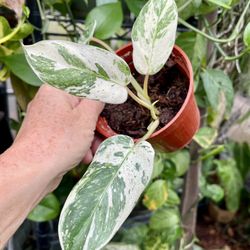 Philodendron Emerald King