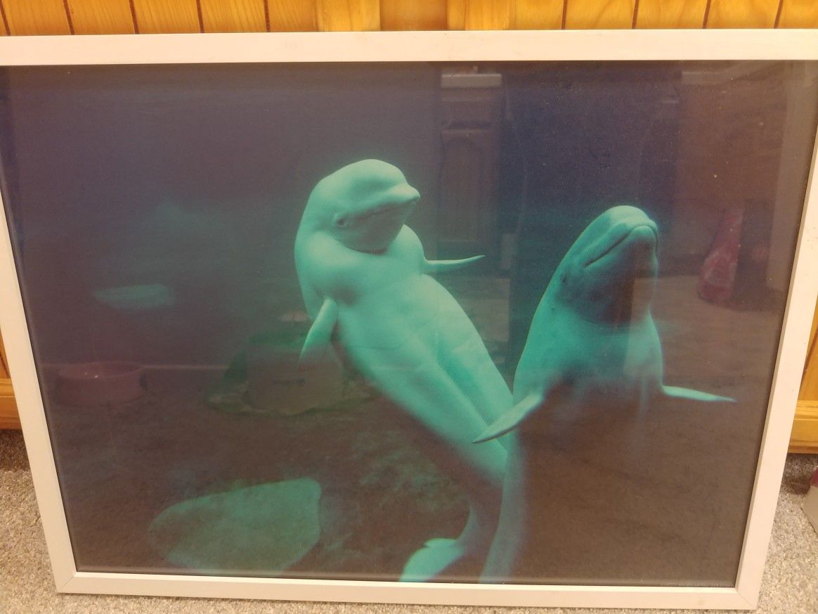 Beluga whale framed wall art