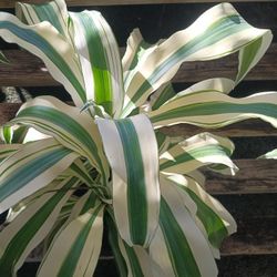 Variegated Dracaena Plant 3gl $15🤍💚