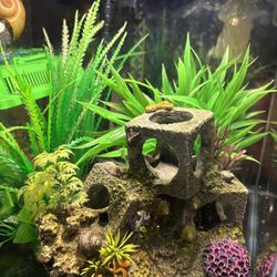 Fish Tanks And Accessories 