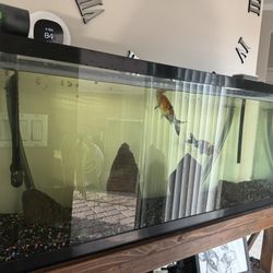 55 Gal Aquarium With LED light, Automatic Feeder And Filter. 