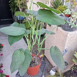 Large Syngonium CHIAPENSE Plant $48