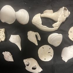 Sea Shells For Aquarium Decoration 