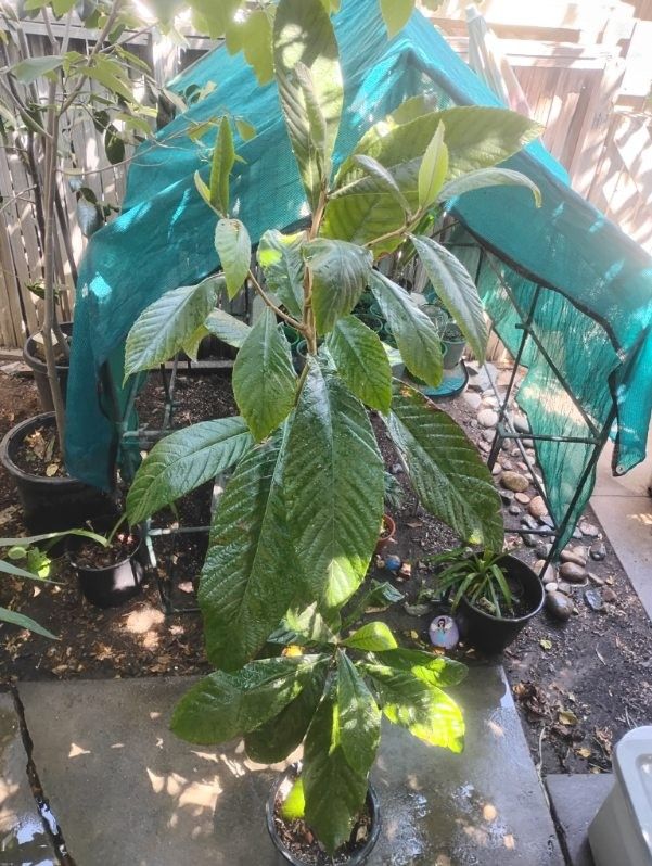 Loquat Tree