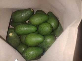 avacados