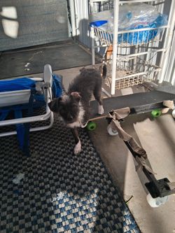 Large Outdoor Rug 6x8 Maybe 